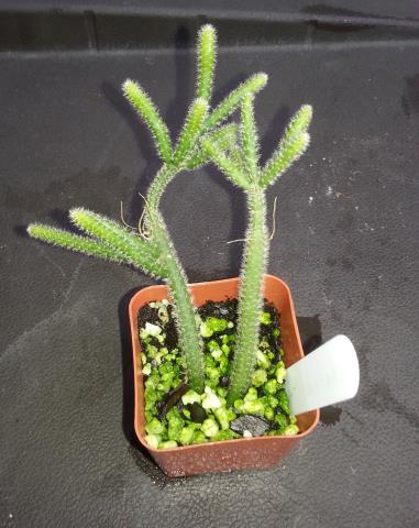 http://www.cloudjungle.com/cloudjungle/Cactaceae/Rhipsalis/Rhipsalis baccifera ssp horrida.jpg